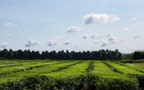 Misiones: Nueva actualización para el precio de la hoja de té