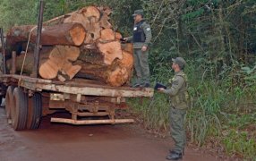 Gendarmes secuestraron madera nativa: La madera no contaba con la documentación necesaria para ser transportada