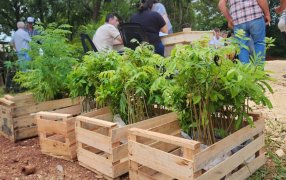La Municipalidad misionera de Apóstoles entregó mudas de cítricos, mamones y plantines autóctonos para yerbales a productores locales