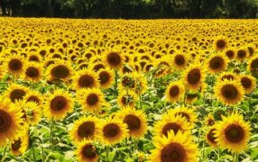 Girasol, el cultivo estrella 2024/25: La cosecha crece 30% y es la mayor en 25 años