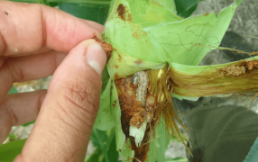 Alerta en el maíz: Se multiplican los reportes de oruga de la espiga resistente a híbridos Bt Vip