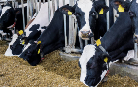 Microorganismos benéficos incrementan la productividad de tambos y feedlots