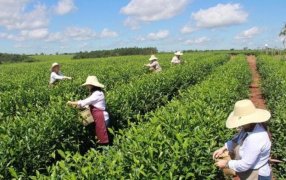 Se actualizó el valor del kilo de hoja de té pero para los productores sigue siendo insuficiente: “Estamos lejos de un precio por el que valga la pena laburar