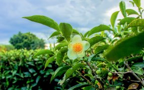 Misiones: Por resolución ministerial se actualizó el precio del brote de té, una medida que beneficia a los productores
