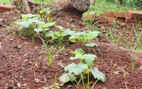 Apóstoles: "La Huerta de la Esperanza" en la Comunidad Terapéutica "El Refugio"