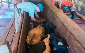 El 10 de Marzo inicia la campaña de vacunación contra fiebre aftosa y brucelosis en Misiones