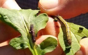 Apóstoles: Se dictará una capacitación sobre manejo de plagas y enfermedades subtropicales