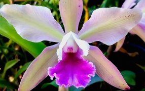Coldplay también es una orquídea, homenaje que florece en Argentina