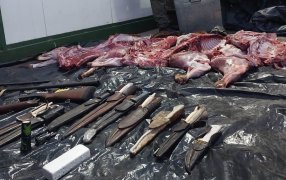 Secuestran armas y 120 kilos de carne producto de la caza en coto no habilitado, además tres equipos de comunicación de alta frecuencia