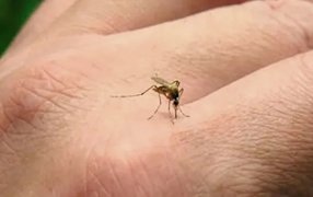 Misiones: El Dengue se cobró otra víctima, se trata de una mujer de 36 años y ya son siete las personas fallecidas en la provincia