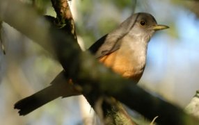 “Ruta de las Aves”: Muestra fotográfica en los Saltos del Moconá