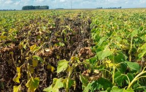 Crearon un sistema de alerta para prevenir el cancro del tallo en girasol