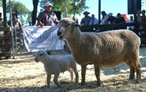 Misiones: 100% de ventas en la ya tradicional pista en el Municipio de San José, productores y cabañeros que participaron del Remate de Ganadería Menor