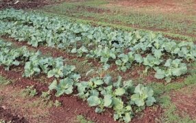 El Municipio misionero de Apóstoles apoya a escuelas con asesoramiento y entrega de plantines de hortalizas