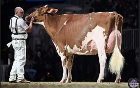 Una Holando colorada fue la Campeona Suprema en la Royal de Canadá