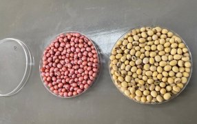 Crece el tratamiento profesional de semillas en soja
