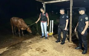 En operativos rurales, policías misioneros interceptaron una camioneta que transportaba un animal vacuno que fue robado minutos antes