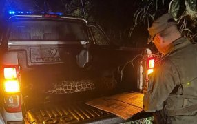 El Gobierno de Misiones multó por 20 millones de pesos a la empresa de turismo responsable del atropellamiento y la muerte de una yaguareté