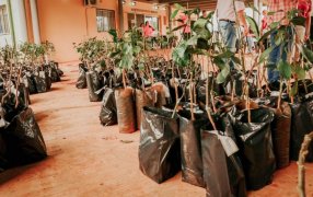 Misiones: Desde el Gobierno Provincial continúan acompañando al sector citrícola