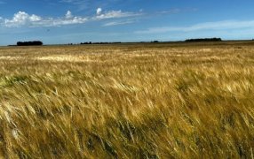 Desarrollan recomendación para incrementar rindes en la actual campaña triguera: Expertos en agronomía de Yara promueven una serie de prácticas orientadas a maximizar la productividad de los cultivos de invierno