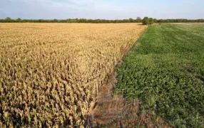 Commodities: Bueno para Argentina, la soja se disparó casi 3% en Chicago y tocó máximos de casi dos meses