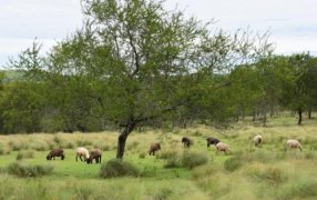 Jueves en Misiones: Se mantiene el ambiente estable y soleado, la temperatura irá paulatinamente en aumento por la tarde con máximas en torno de los 25°C