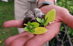 Hortalizas en Ushuaia: La agricultura busca fortalecerse en el “Fin del Mundo”