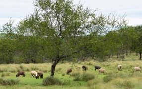 El tiempo en Misiones para este jueves 4 de Enero: El cielo mayormente despejado, suben levemente las máxima y presentando condiciones estables