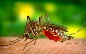 Misiones: Murió un hombre de 83 años y ya son seis los fallecidos por Dengue