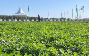 Nueva combinación que incrementa 12% el rinde en maní