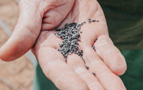 Cebolla morada y Bioinsumos: Herramientas para fortalecer la producción hortícola Misionera