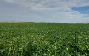 El Grupo GR empieza a realizar certificaciones orgánicas y ya impulsa la comercialización de soja no transgénica