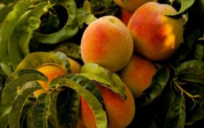 La genética del sabor: Cómo la biotecnología transforma la producción de duraznos
