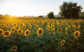 Brilla con luz propia: El girasol surge como una opción cada vez más firme en la zona núcleo