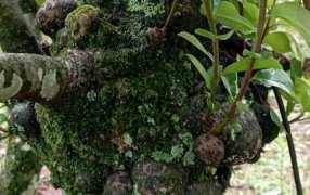 Identifican el agente causal de agallas en yerba mate y definen medidas que pueden aplicar los productores