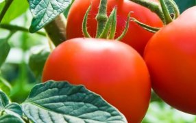 Mendoza: Estiman una caída del 8% en la superficie cultivada con tomate