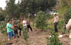 Cómo cuidar las plantas y el suelo yerbatero
