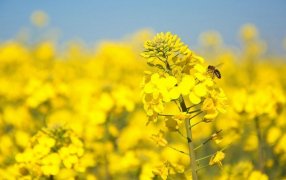 Colza en expansión: La apuesta de ALZ-Agro para 2025