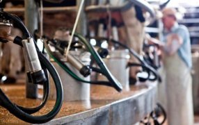 Un aire fresco para los tambos: Por primera vez en cinco años, tuvieron más de 5% de rentabilidad, no se lograba desde Junio de 2019