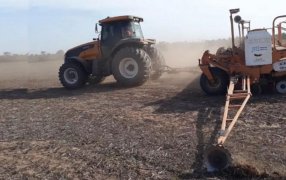 Confirman una baja de 50 mil hectáreas en la siembra de girasol