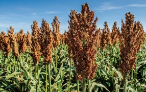 El sorgo apunta a superar el millón de hectáreas