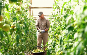 Con el lema “Hacia una horticultura sostenible preservando la biodiversidad”, Misiones punto de encuentro de la horticultura argentina