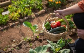 Posadas: Fortalecen la Soberanía Alimentaria con el Programa “Escuelas Saludables”