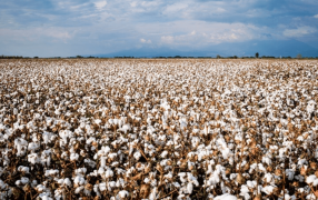 El algodón se viste como una de las grandes estrellas del crecimiento agroexportador 2024