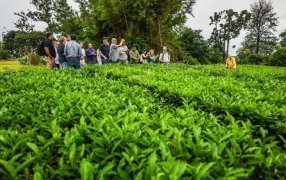 El té misionero recibe impulso internacional con la Mentoría AL-Invest Verde
