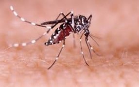 Posadas: Tercera edición del curso de capacitación docente sobre Aedes Aegypti