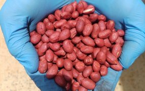 Un nuevo inoculante para maní promete 970 kilos extras potenciando los efectos de dos microorganismos