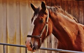 Hay más interés: Aumenta la venta de caballos frente al año pasado