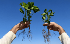 Los biológicos siguen el camino de expansión en Argentina, ya los usa el 27,7% de los productores