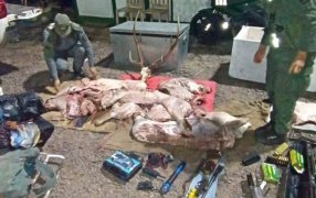 Se resistieron al control de Gendarmería Nacional: Llevaban 160 kilos de carne producto de la caza ilegal